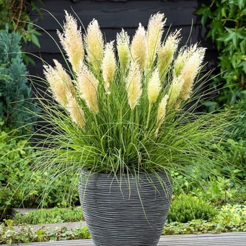 Plant Theory 2 Litre Pot Cortaderia Selloana Tiny Pampa Pampas Grass Plant
