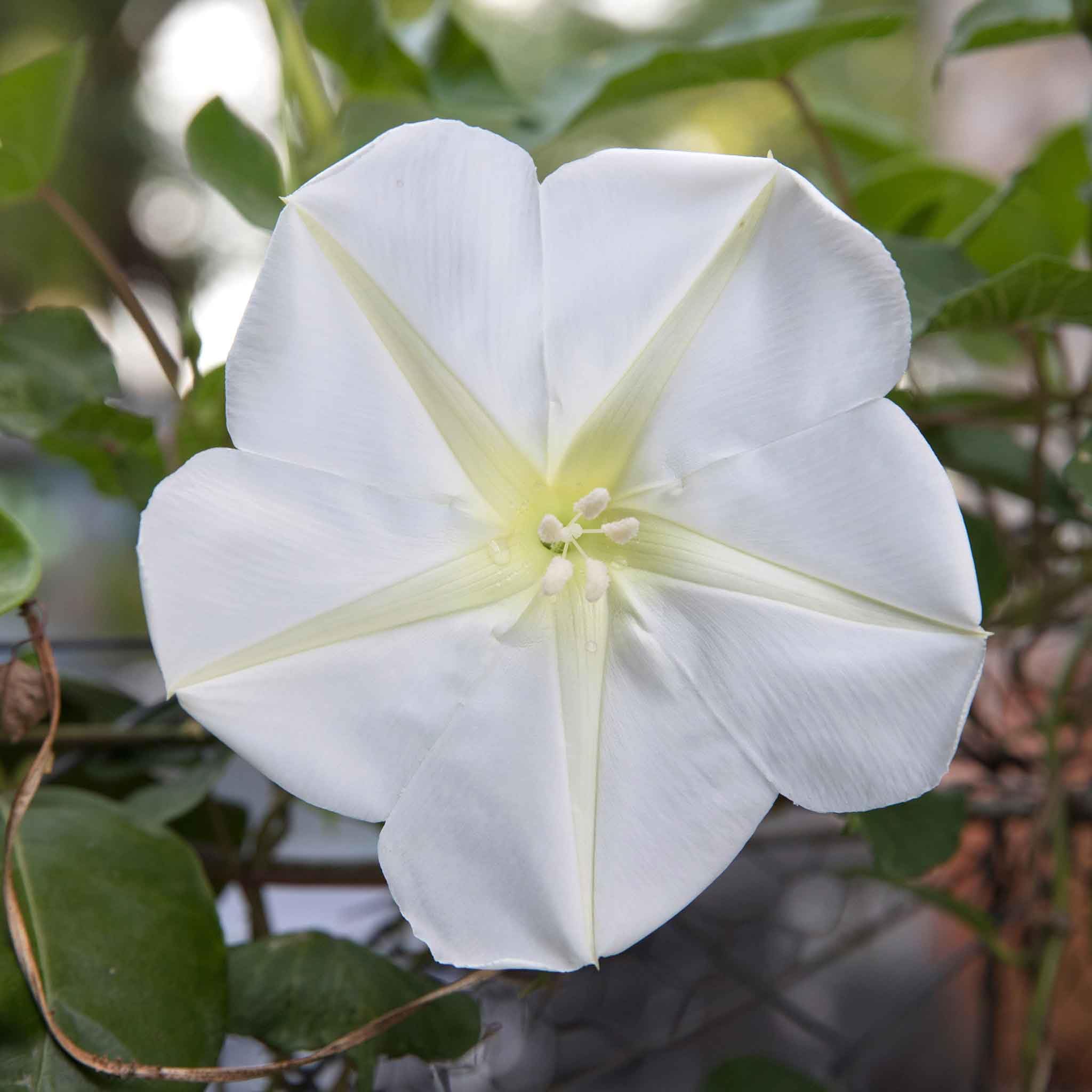 Eden Brothers Moonflower Seeds – 1 oz
