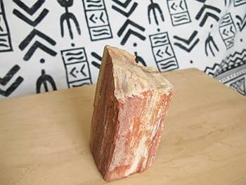 珪化木 B20 珪化木