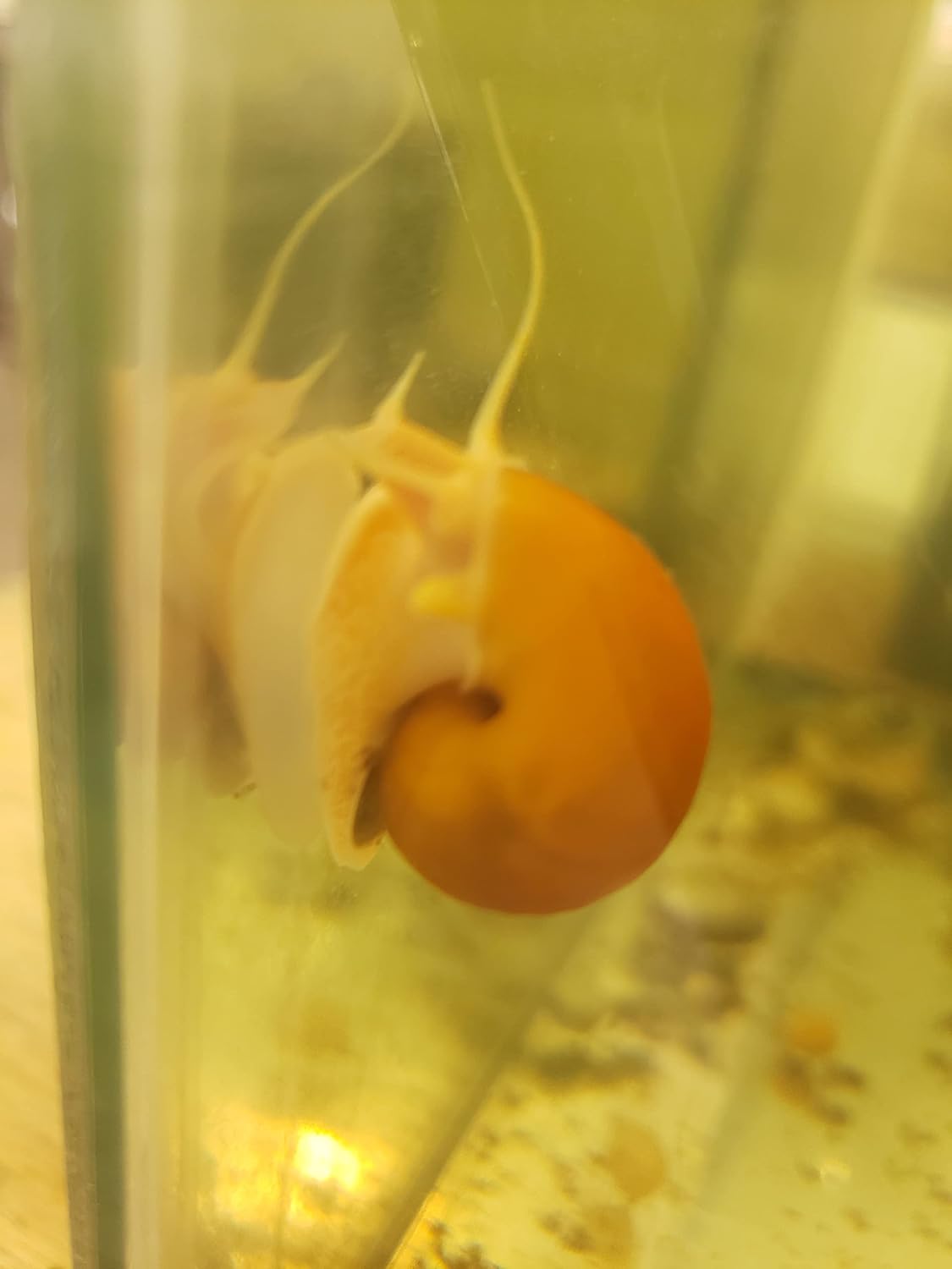 1 Baby Mystery Snail - Watch Your Baby Snail Grow - Size is Small- Pea Size or Smaller