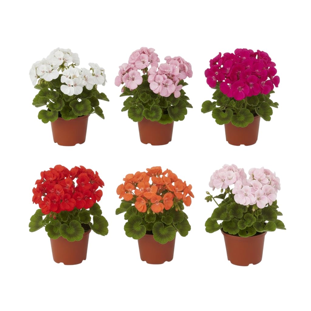 Pack Ambiente Fresco | Pack de 6 Geranios Naturales en Maceta DECOALIVE | Seis Plantas de Geranio Pelargonium para Interior y Exterior