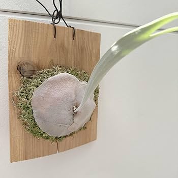 Amazon.co.jp: ビカクシダ veitchii wild vp#0 steel : スポーツ