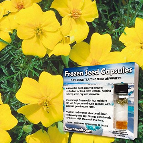 Palm Beach Medicinal Herbs - Lemon Gem Marigold (Tagetes tenuifolia) - Packet of 20 Seeds