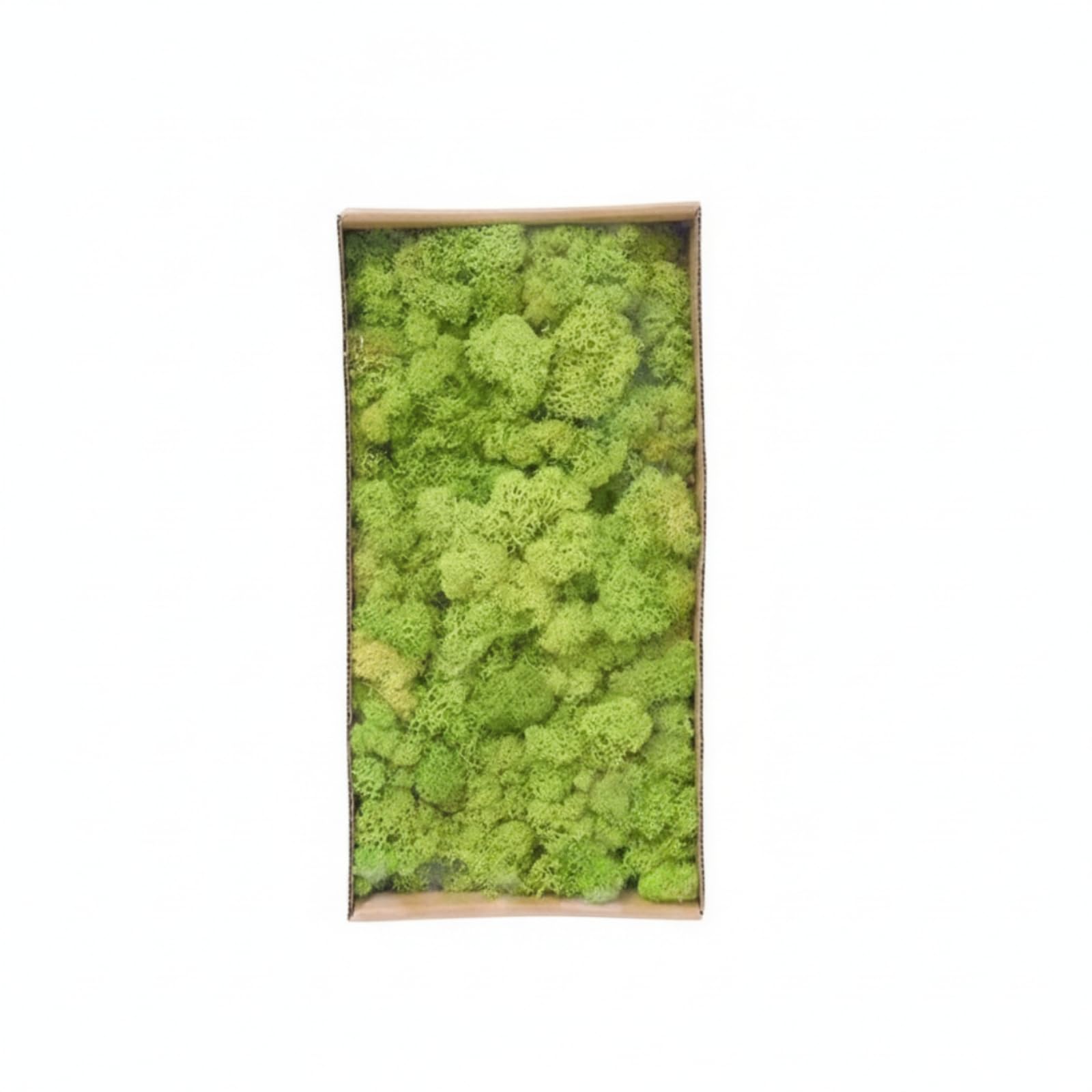 Muschio Stabilizzato Senza Manutenzione Muschio Decorativo Flessibile Piante per Composizioni Floreali, Verde Tenero 5