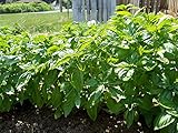 Item Type:Seeds 50 + Basilico Genovese organici non OGM Seed Herb Pesto fresco giardino/terrazza Contenitori