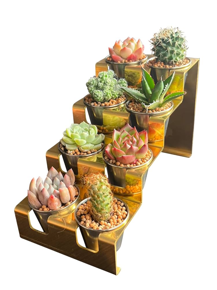 Amazon.co.jp: 真鍮製 多肉植物スタンド サボテン 多肉植物を