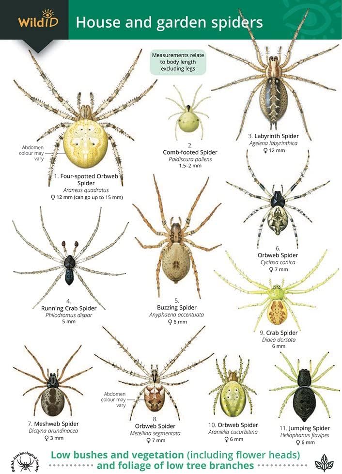House and Garden Spiders (WildID)