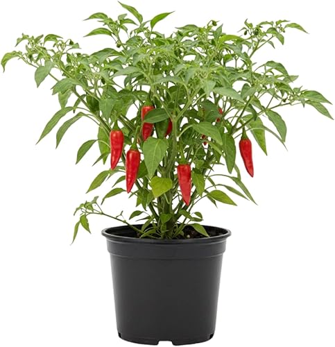 Miniatura 5 de Pimiento picante vivo, planta viva de pimiento picante en maceta de 4 pulgadas, plantación interior y exterior