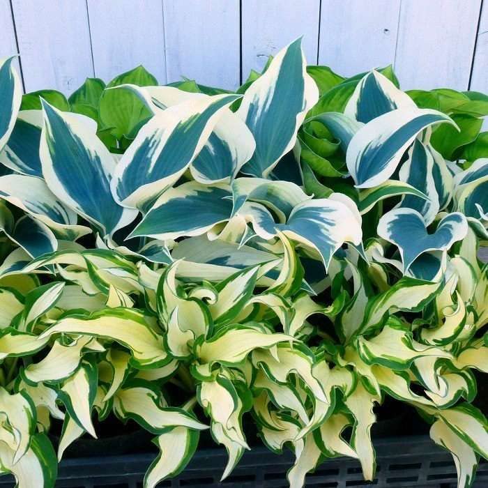 Amazon | ギボウシ ホワイトクリスマス 中斑 4号ポット 斑入り ホスタ