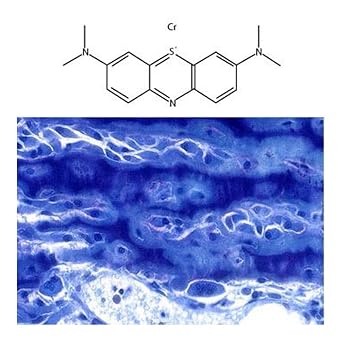 bioWORLD 21770026-1 Methylene Blue Counterstain, 100 mL