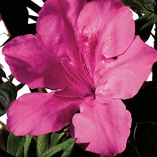 Encore Azalea 1 Gal. Autumn Sangria - Re-Blooming Evergreen Shrub with Vibrant Pink Blooms - coolthings.us