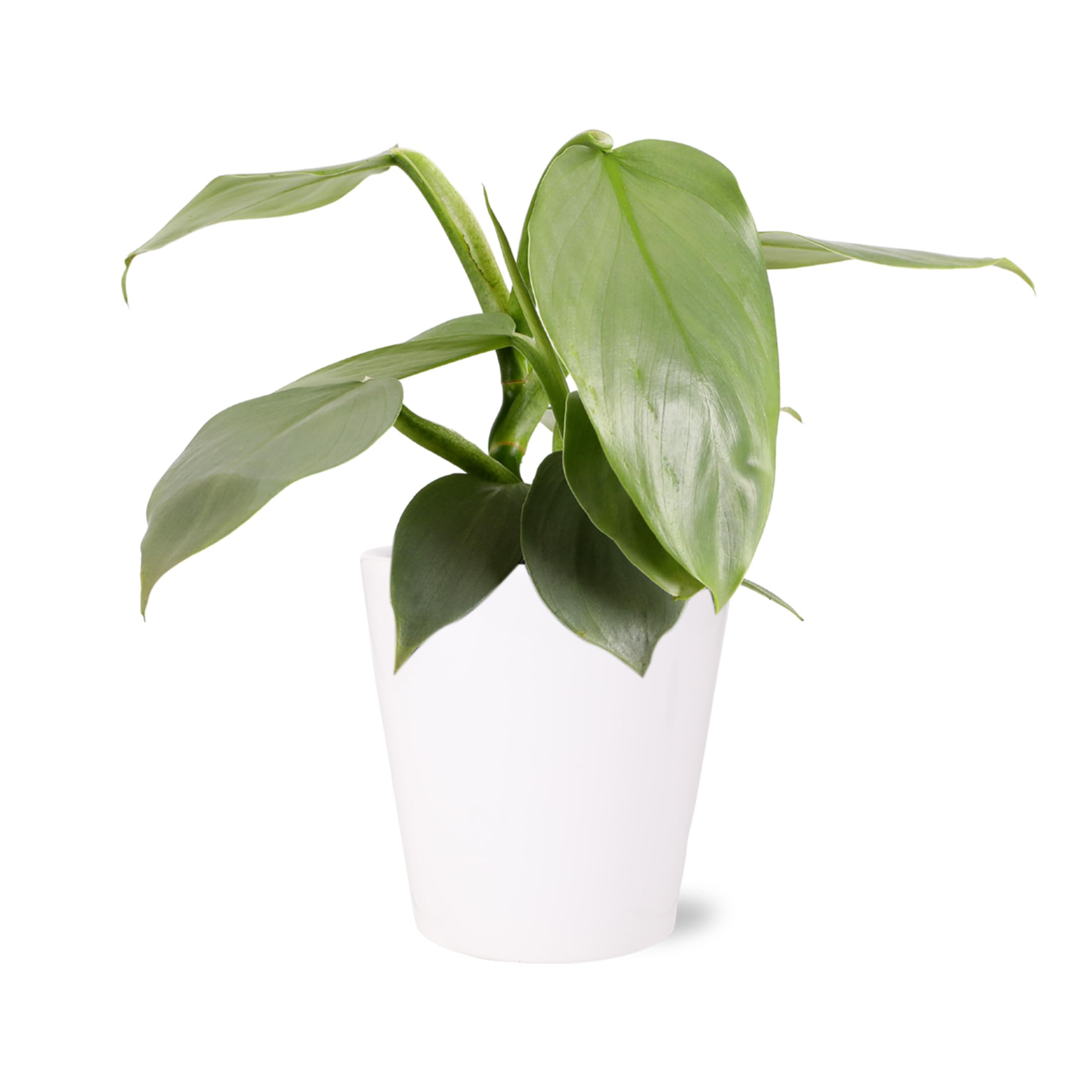 Amazon.com : Green Circle Growers Grey Philodendron Live Indoor Plants in  5" Quinn White Pot, House Plant : Patio, Lawn & Garden