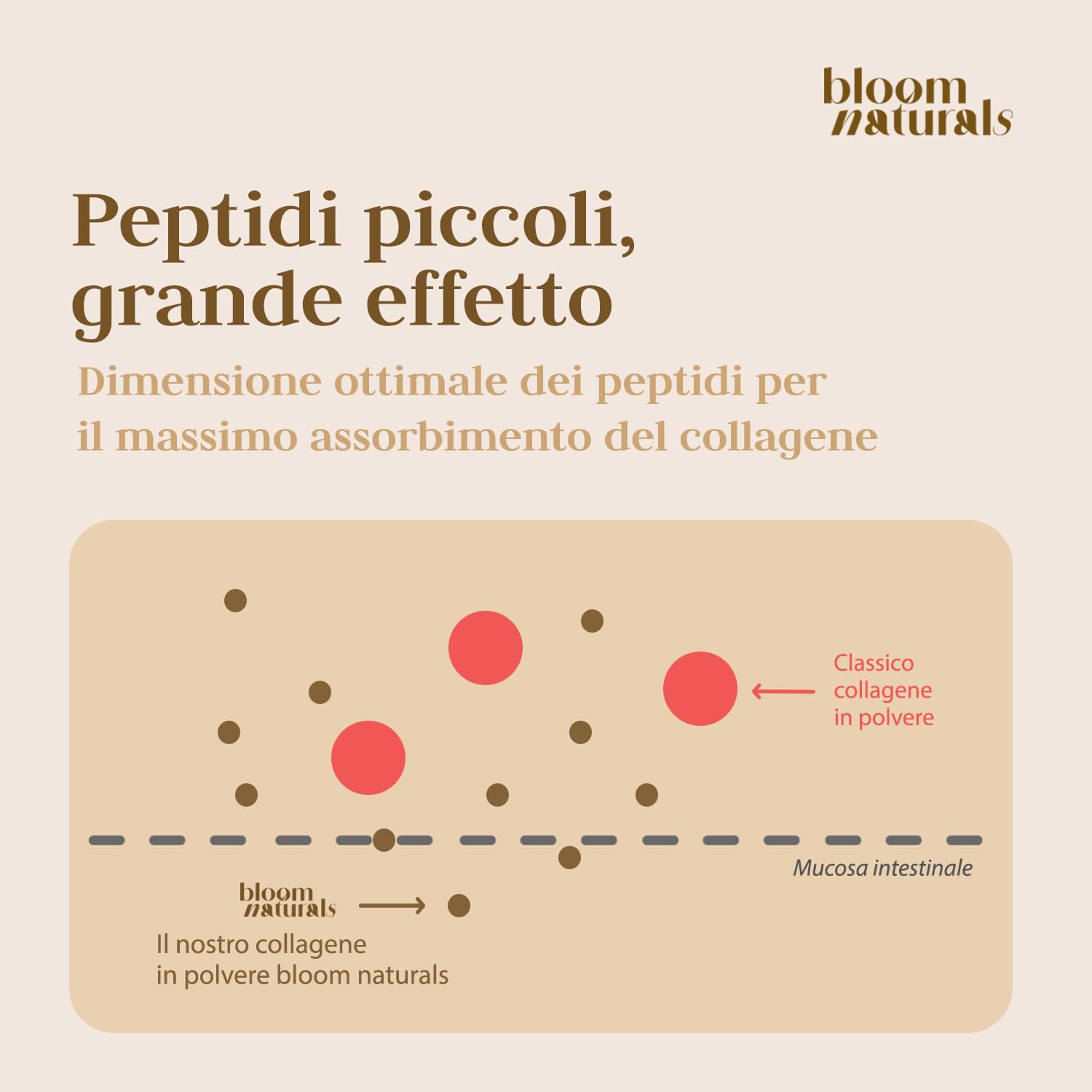 Collagene in Polvere 500g - 15g per Porzione, Collagene Idrolizzato con Vitamina C e Gusto Neutro - 33 Porzioni - Collagene Bovino, Peptidi di Collagene - Prodotto in Germania