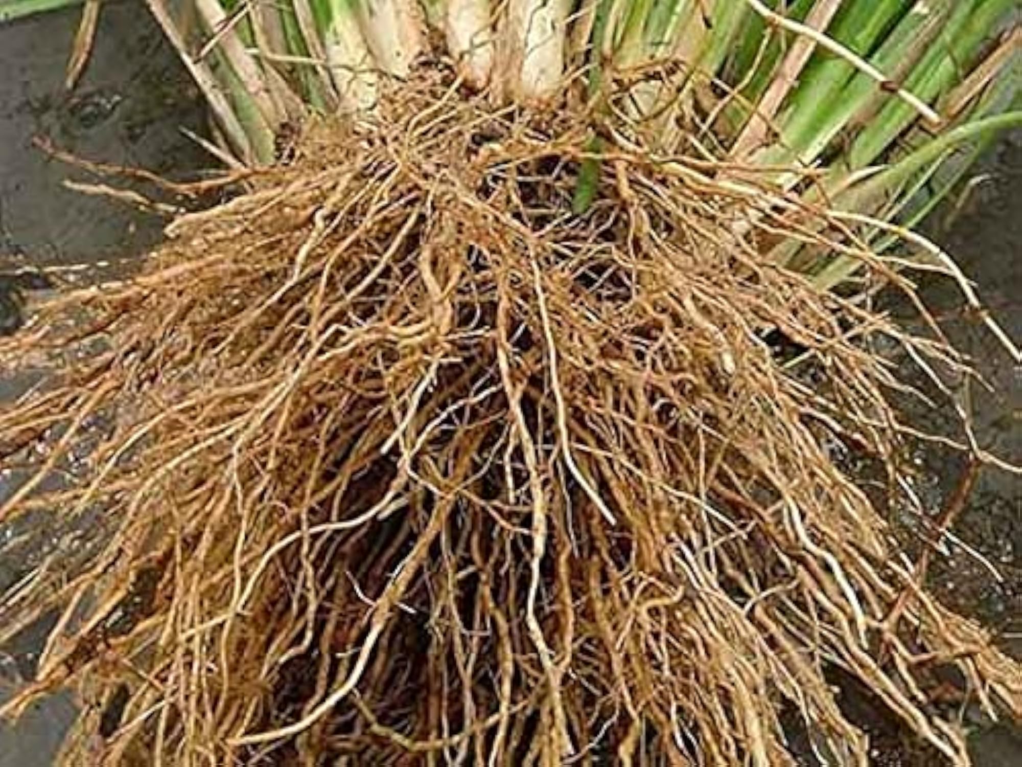 LJL Traders Khus Root 50g, Natural Aromatic Herb