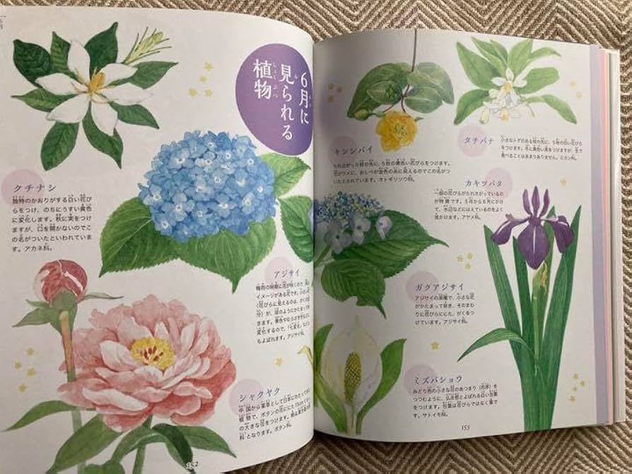 Amazon.co.jp: 12か月の絵図鑑 : 季節を知る遊ぶ感じる : おもちゃ