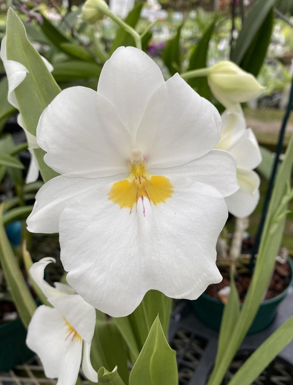Orchid Miltoniopsis Ivan Komoda ’Pacific Clouds‘ Fragrant Live Plant from Hawaii