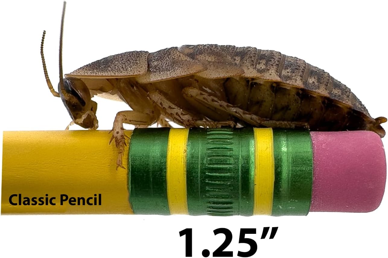 Dubia Roaches – Food for Reptiles, Tarantulas, Bearded Dragons, Geckos, and Insect-Eating Pets – High Protein, Easy to Digest, Healthier Alternative to Crickets (1.25", 500 Count)