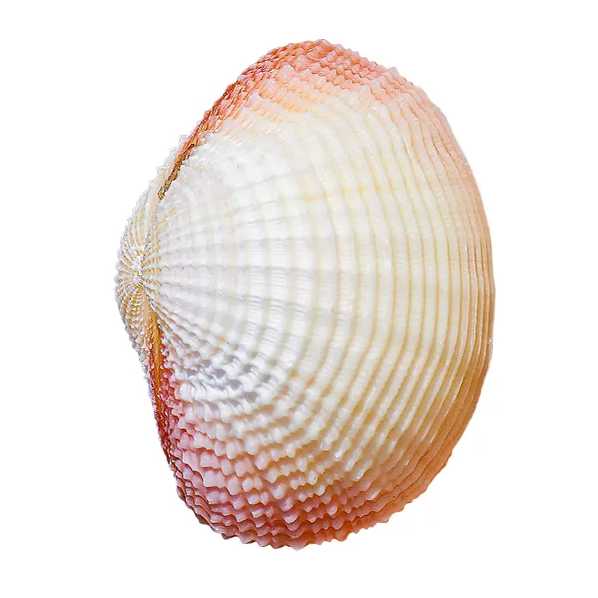 SDJJSAO Shell, Ocean Conch Seashells for Wedding Decor Beach Theme Party(7CM)