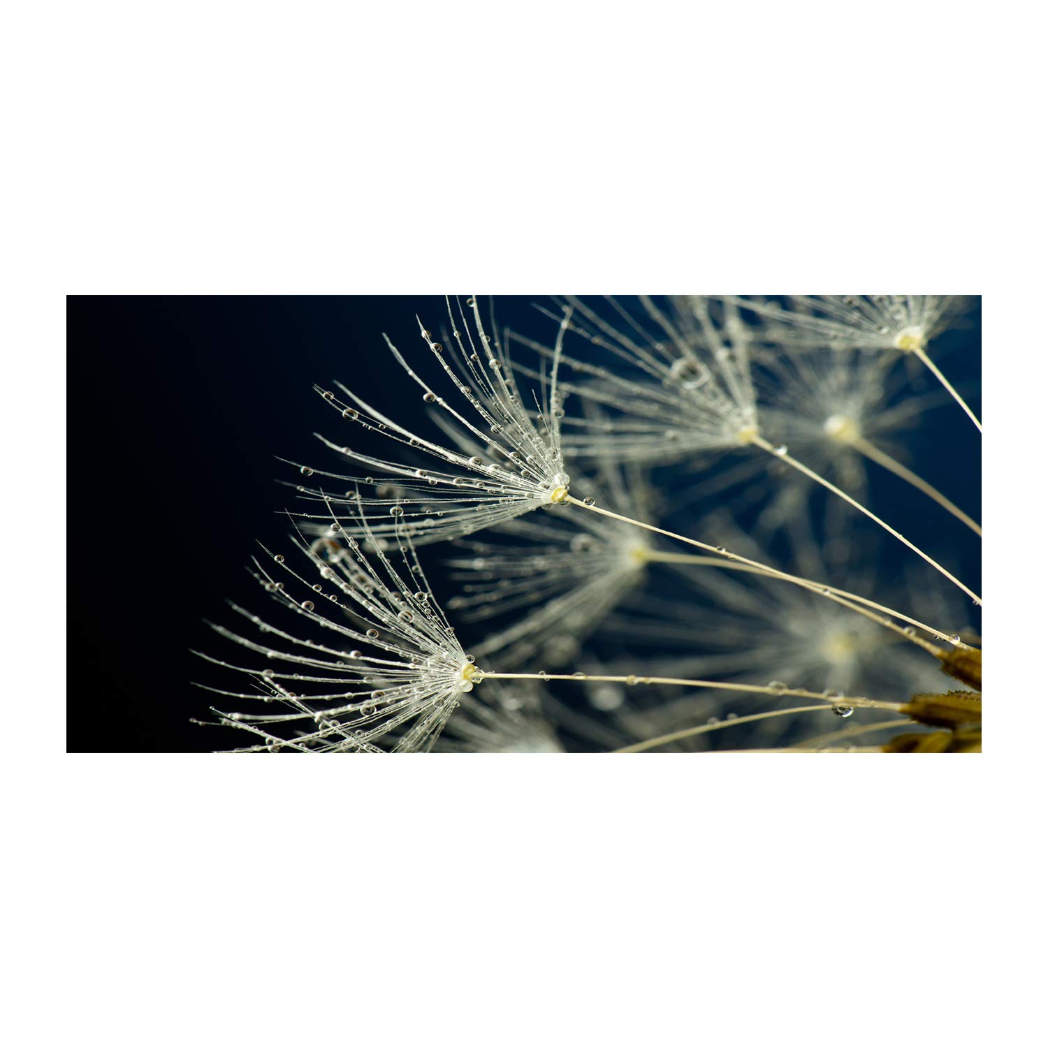 Impression sur verre fleurs et plantes Tulup 120x60 cm pour illuminer la cuisine