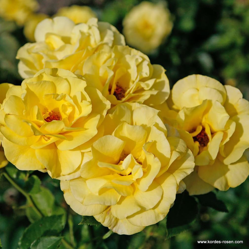 2 x Rosier - Rosa 'Climbing Friesia' pot 25-30 cm - Le rosier grimpant à fleurs jaunes et au parfum impressionnant