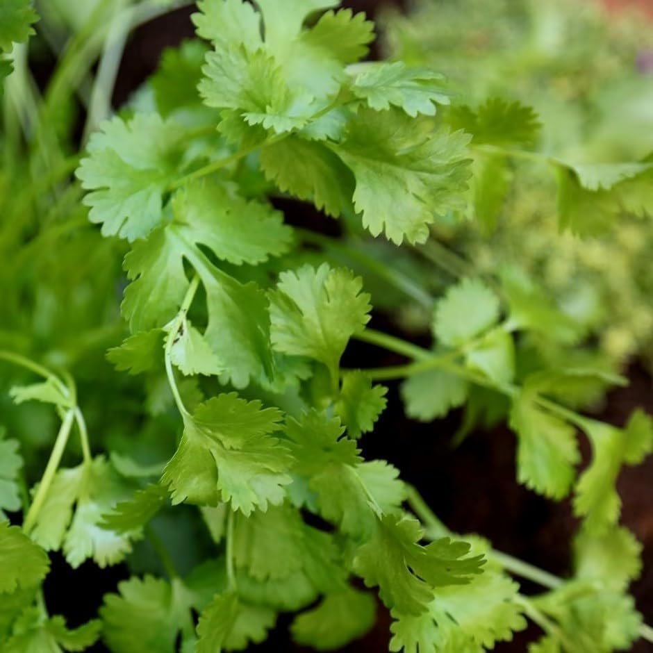 Plant Theory 9cm Pot Coriandrum Herb Plant Edible Coriandrum Sativum
