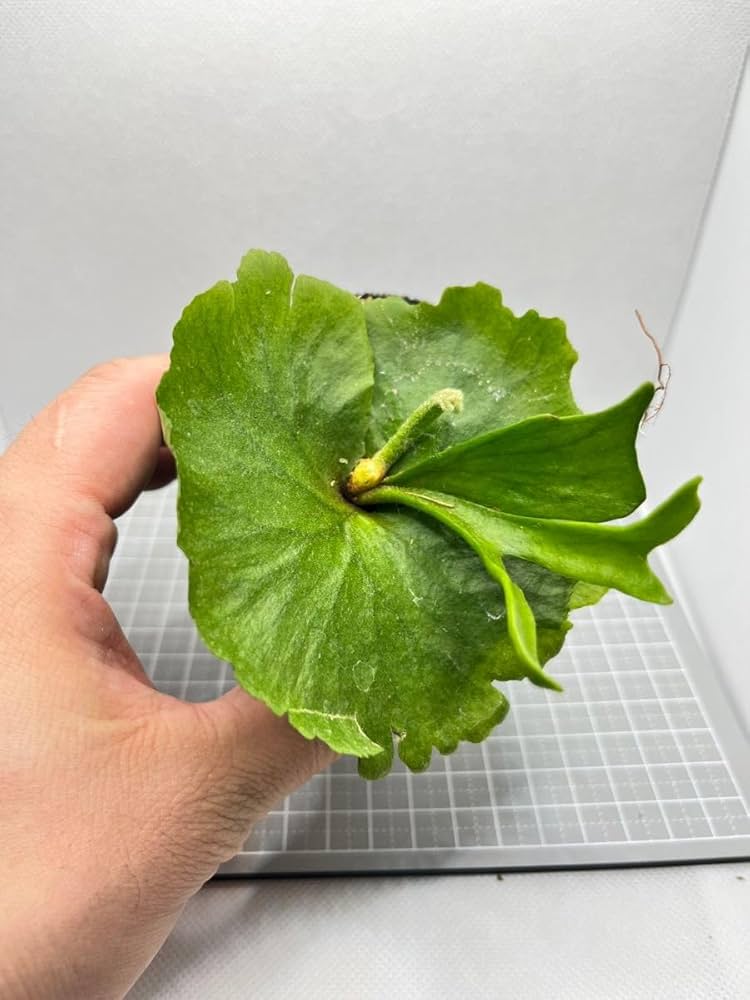 Amazon.co.jp: ビカクシダMt. Kitshakood Thin & Dwarf spore