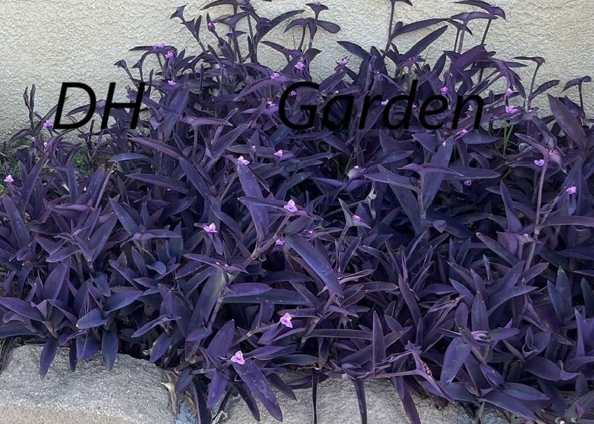 10 Jew Cuttings Purple Heart Wandering Jew