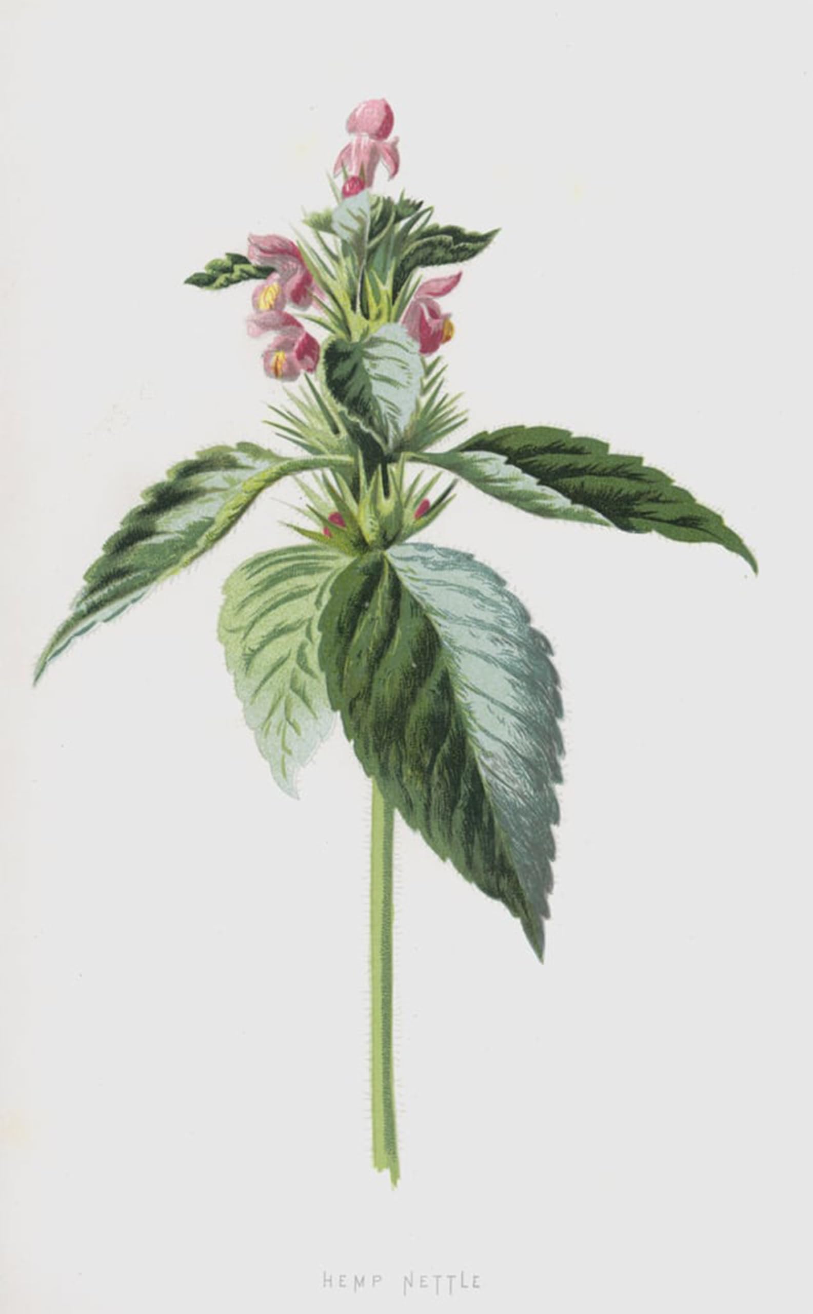 ARTXLXXBN Famous Prints Artwork Pictures Poster Painting Art Hemp Nettle by Frederick Edward Hulme Artwork Landscape Pictures for Home Decor 60x90cm