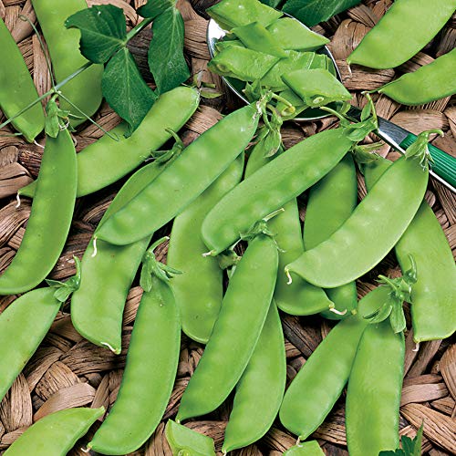 Park Seed Snow Pea Mammoth Melting Organic