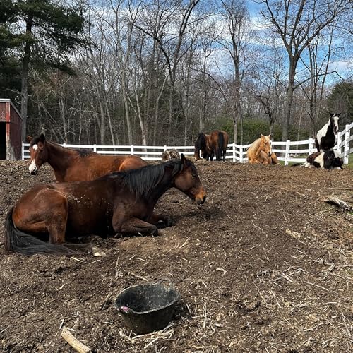 Self regulation, coregulation, regenerative equine husbandry, and my e-book Podcast Por arte de portada