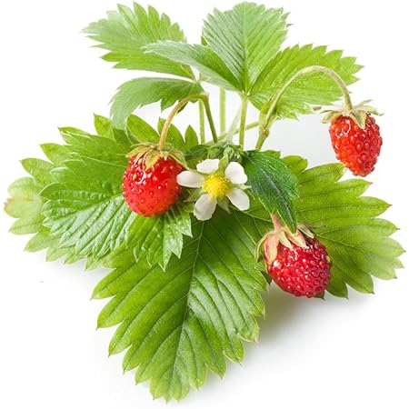 Click and Grow Smart Garden Wild Strawberry Plant Pods, 9-Pack