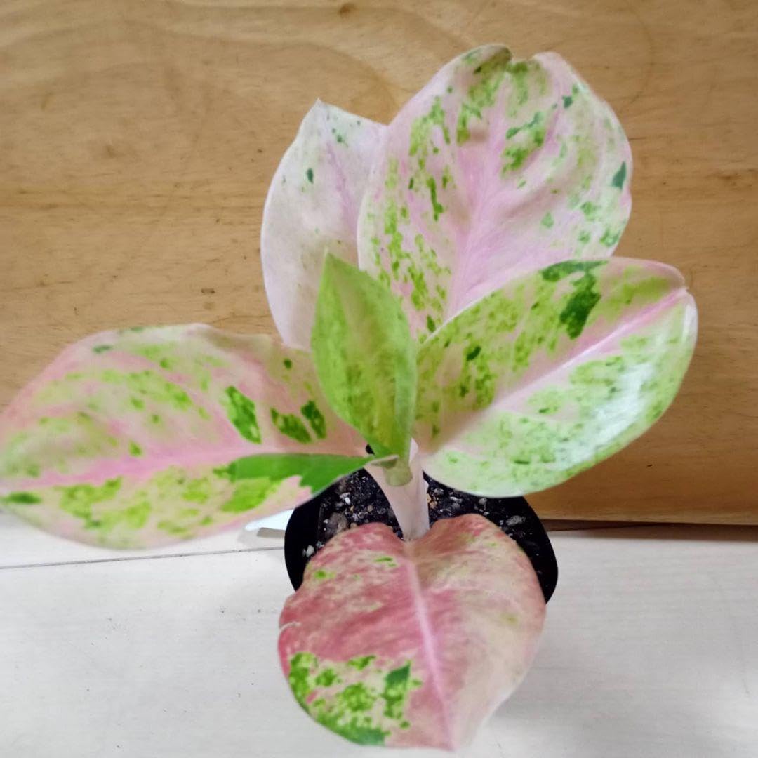 Amazon｜アグラオネマ ピンクエメラルド 観葉植物｜観葉植物