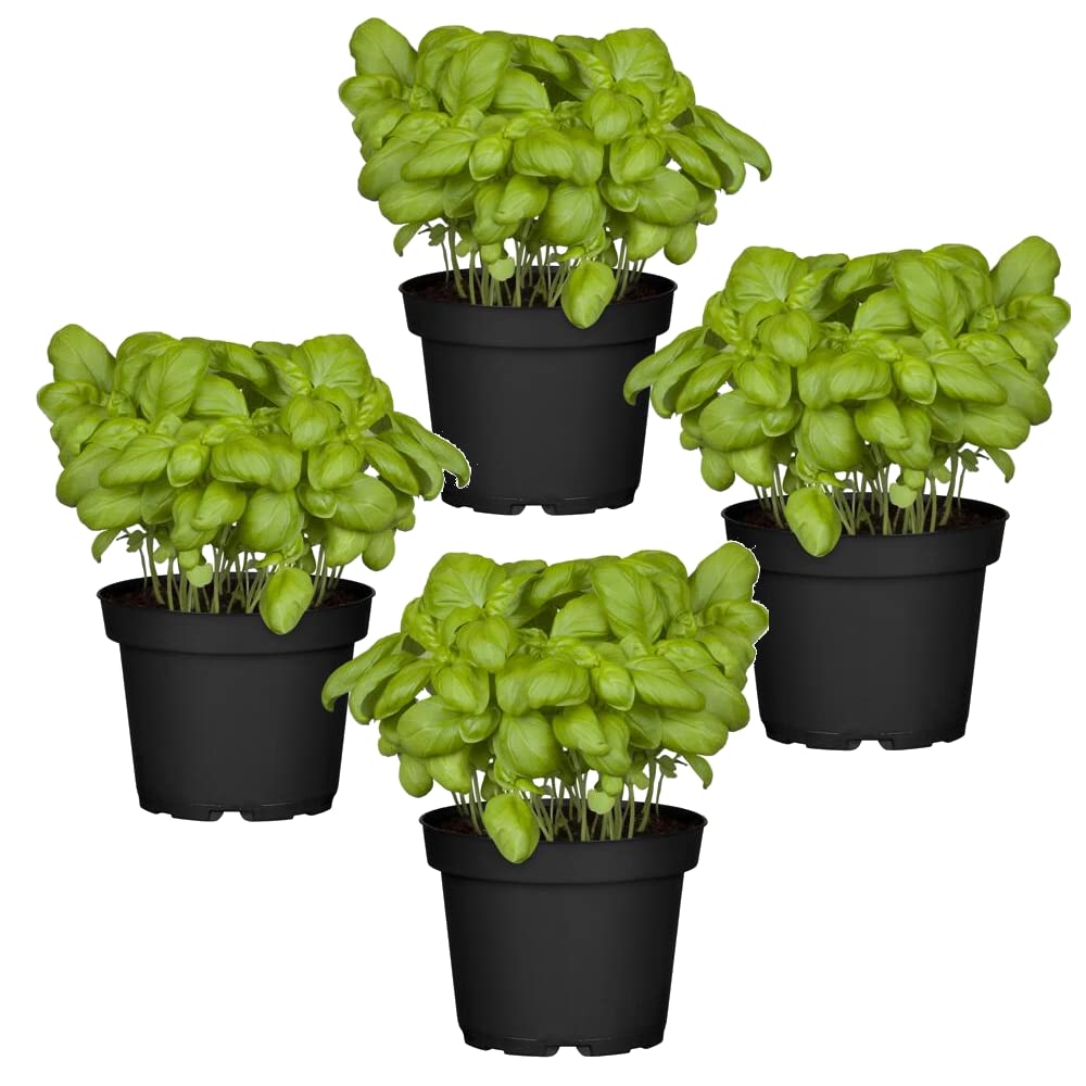 Cuatro Plantas de Albahaca - Plantas Premium DECOALIVE - Hierbas Naturales para Huerto Urbano - Plantas Aromáticas