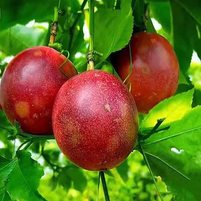 Bhumi Enterprise All time Hybrid Red Passion Fruit Plant (Air Layered) Krishna Kamal Medicinal Plants (B0CHJWRZ6K) Amazon Price History, Amazon Price Tracker