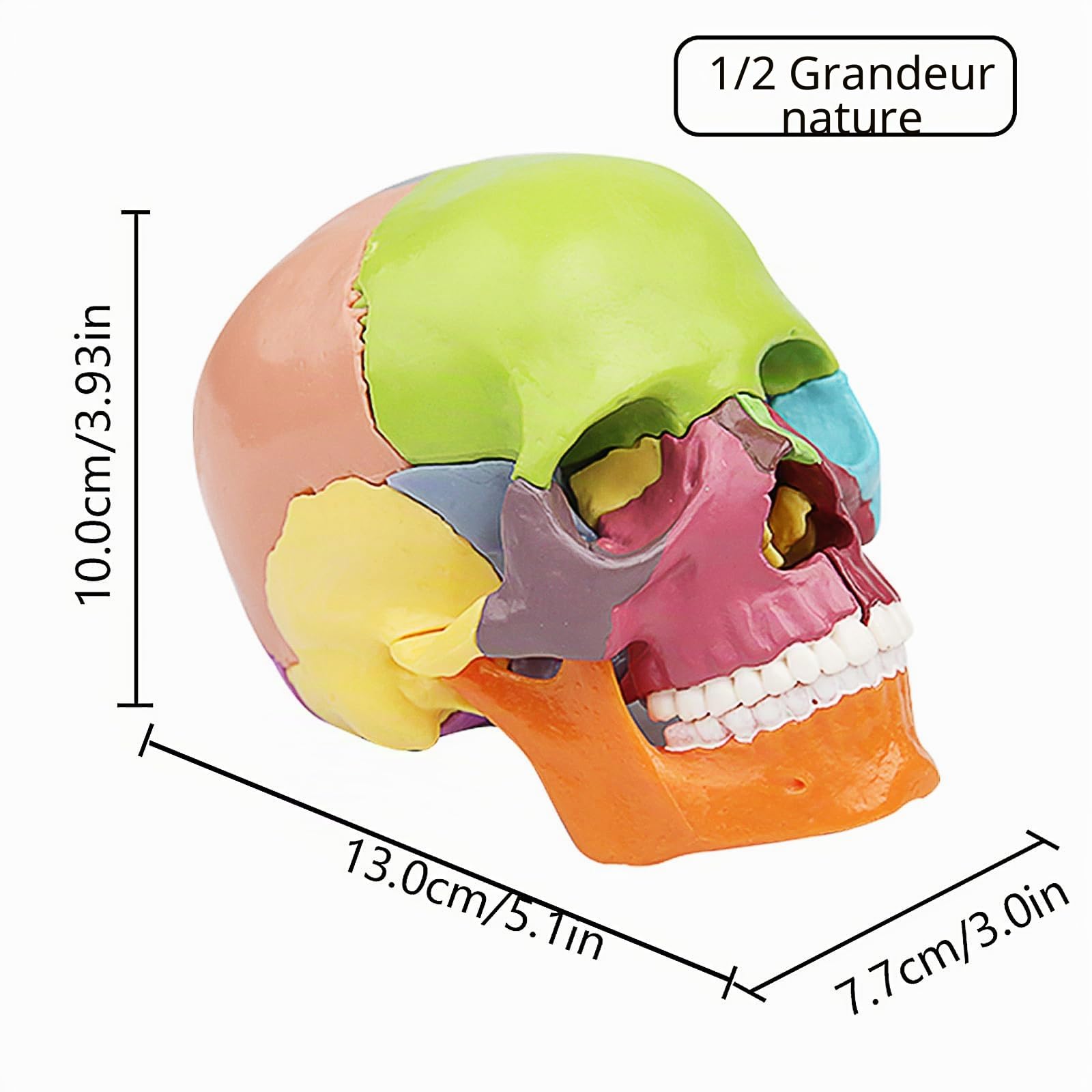 Mini crâne anatomique 15 pièces enseignement anatomie humaine