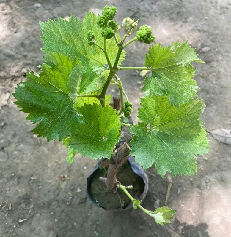 Image of G- All-Time 12 Months Hybrid (GRAFTED) Live Fruit Plant Original & Authentic Organic Tree for Outdoor Fast-Growing Fruit Plant Home Gardens Sweet Healthy Plant Pack Of-1 (Green Grapes Plant, Medium)
