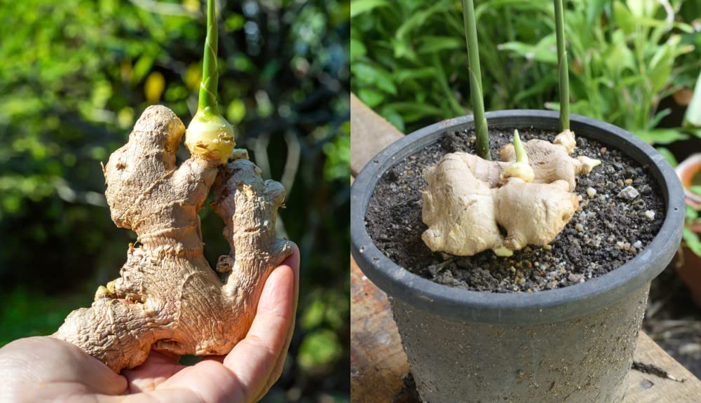 Ginger seeds for home garden, Home garden ginger seeds (10 seeds) (B0BZLF3JK9) Amazon Price History, Amazon Price Tracker