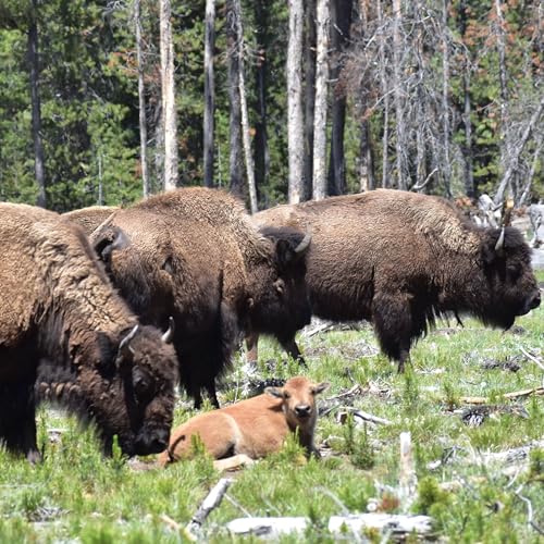 An American Icon by Alana Esposito