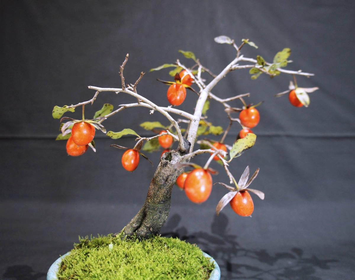 Amazon.co.jp: 柿 ろうや柿 (ロウヤ柿 老爺柿) 盆栽 奥行24cm 横幅27cm