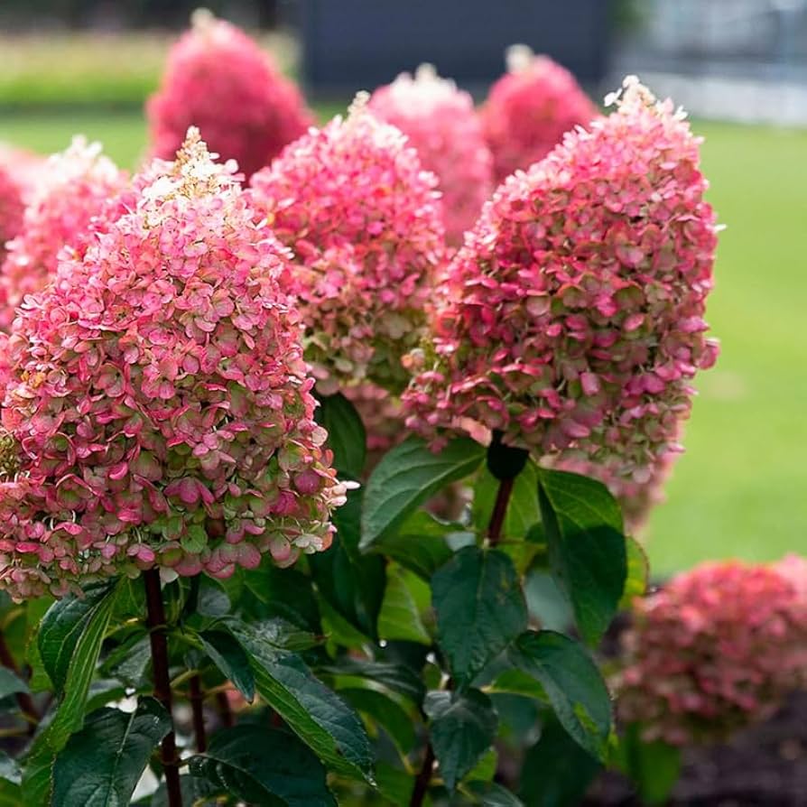 Amazon.com : Pink Hydrangea Plant Live for Planting, 6-12