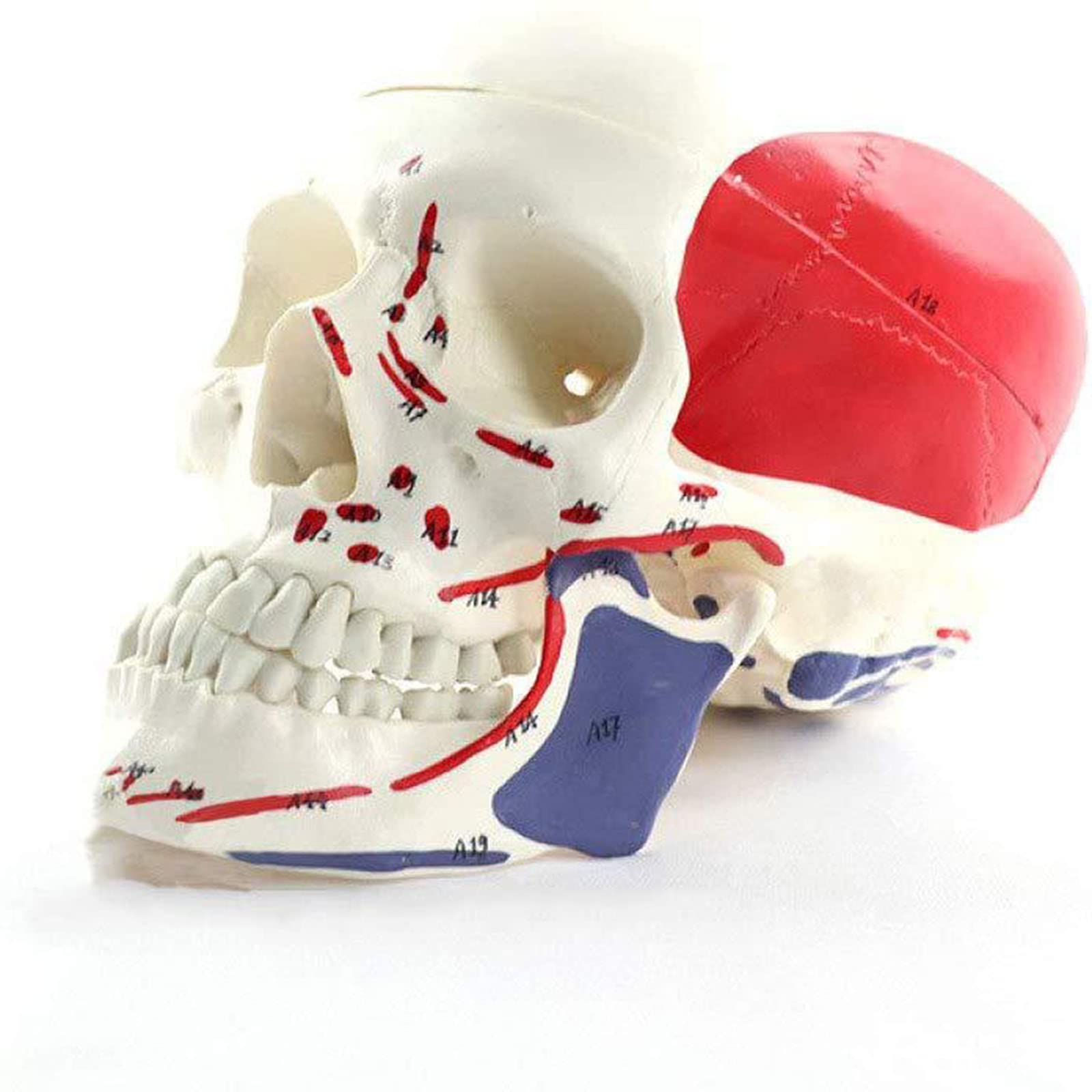 GTHTUHFD Human Model Human Skull Anatomy Model With Cerebral Artery Brain And Muscle Partition For Medical Educational Study