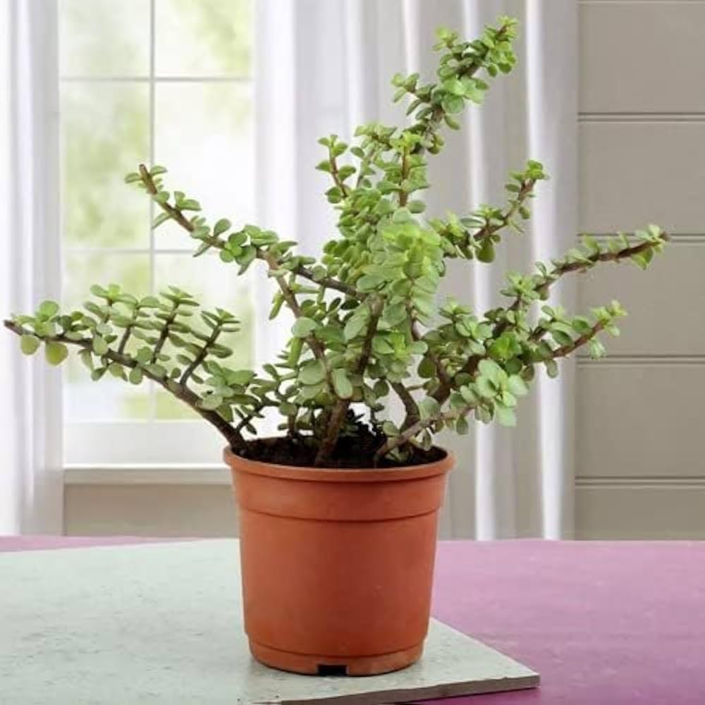 Mediflorius Crassula Ovata Jade Plant – Large Leaf Lucky Money Plant in Decorative Pot | Feng Shui Prosperity Indoor Succulent for Home, Office & Gifting-image-19