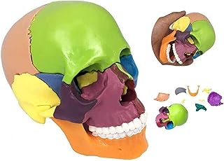 Study Model Detachable 15 Parts Human Skull Model - Human Skull Anatomy Model - Medical Anatomical Colored Skull Model - for Study Display Teaching Medical Model SaiFei