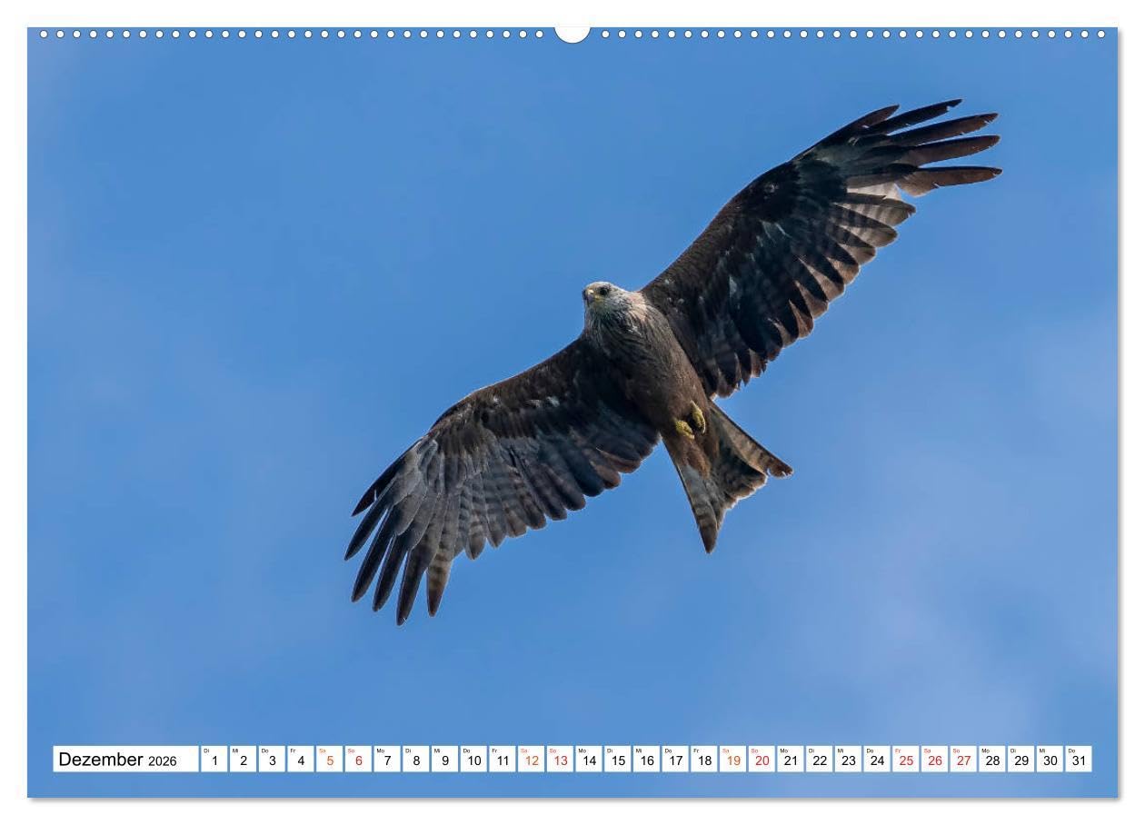 Heimische GREIFVÖGEL Adler Milan Bussard Weihe Sperber (Wandkalender 2026 DIN A2 quer), CALVENDO Monatskalender: Ausgesuchte Aufnahmen aus der Familie der Habichtartigen (CALVENDO Tiere)