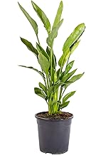 Bonplants Strelitzia Reginae Uccello del Paradiso, Pianta Vera Decorativa, Vaso 24 cm, h 90 cm (Vaso da Vivaio)