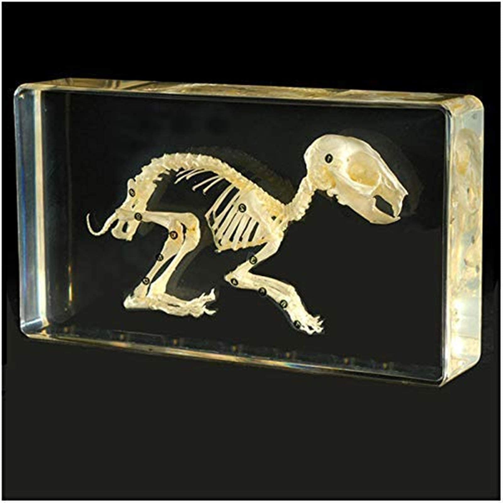 Amazon.co.jp: スタディモデル 本物のウサギの骨格標本 - ウサギの骨格