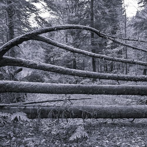  Hellébore