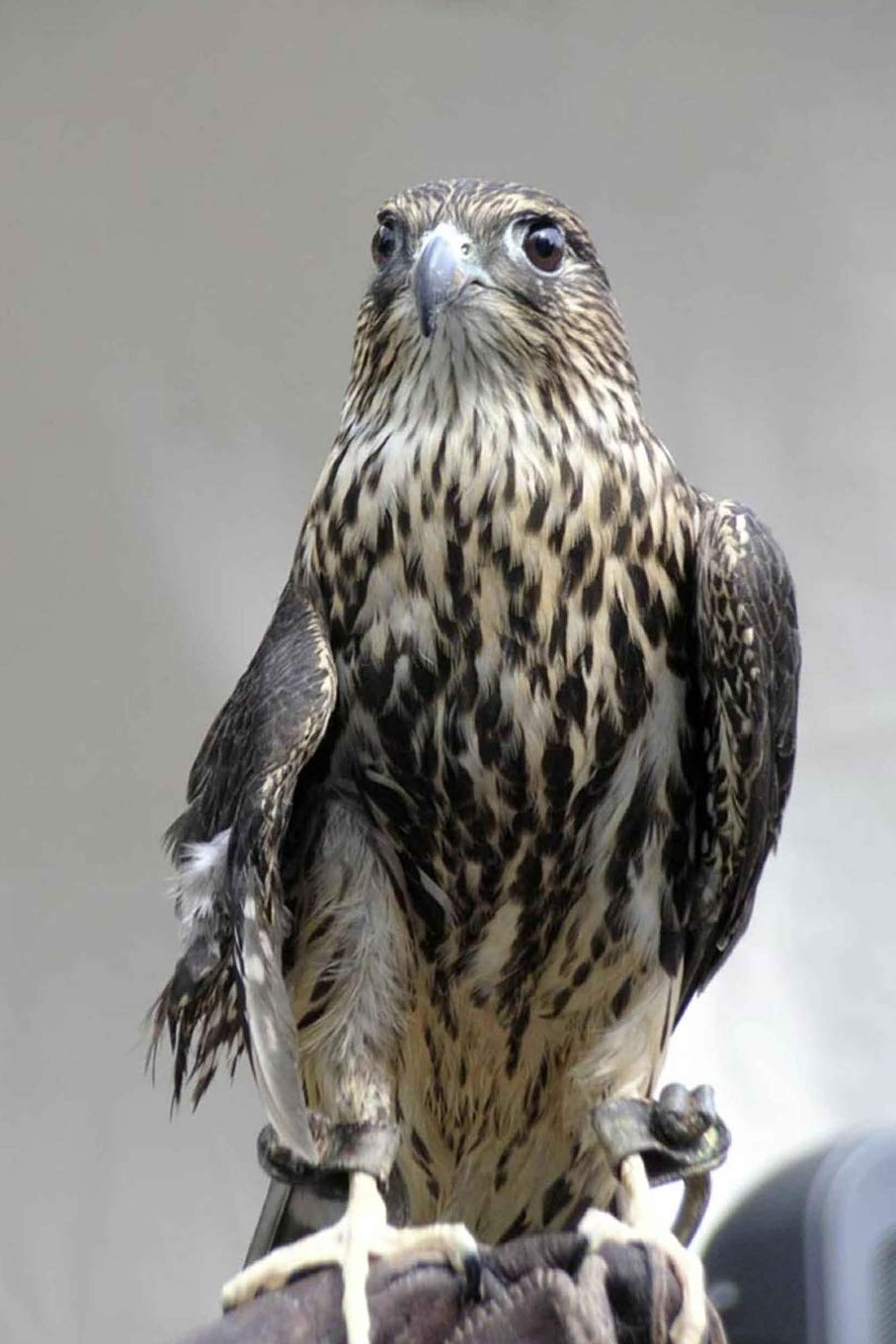 Merlin (Falco Columbarius) Bird of Prey/Falcon Journal: 150 page lined notebook/diary