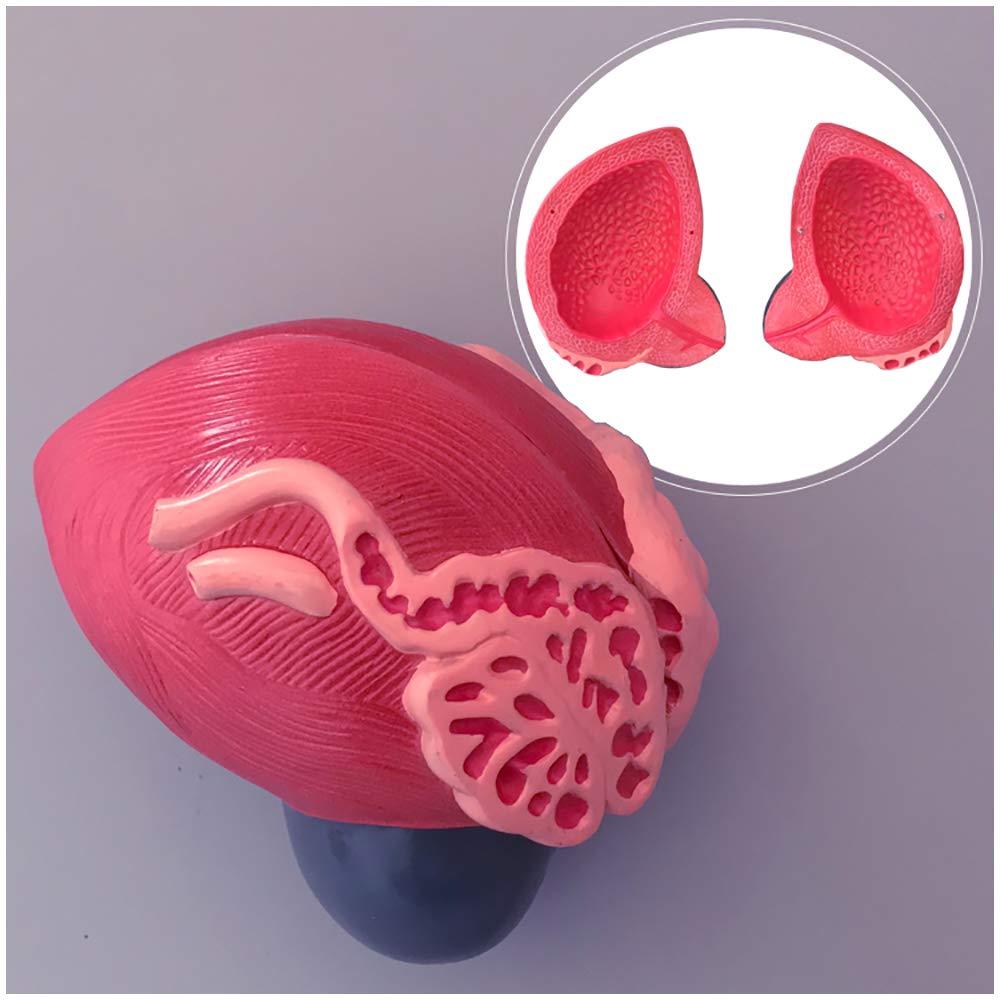 sjdoPulse Bladder Model - Male Bladder Prostate Enlargement Model - Human Organ Anatomical Model Enlarged Anatomical Model of The Bladder - for Science Class Study Teaching Display Teaching