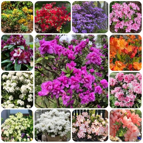 Semi di rododendro - regali per gli amanti del giardino Rododendro - semi esotici vecchie varietà rare e perenni semi di giardino 600pcs